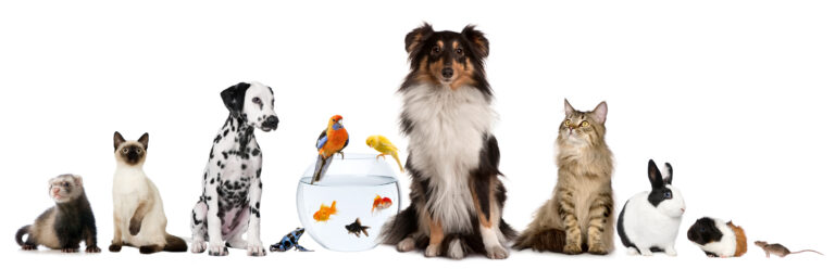 Pet Custody in New York
